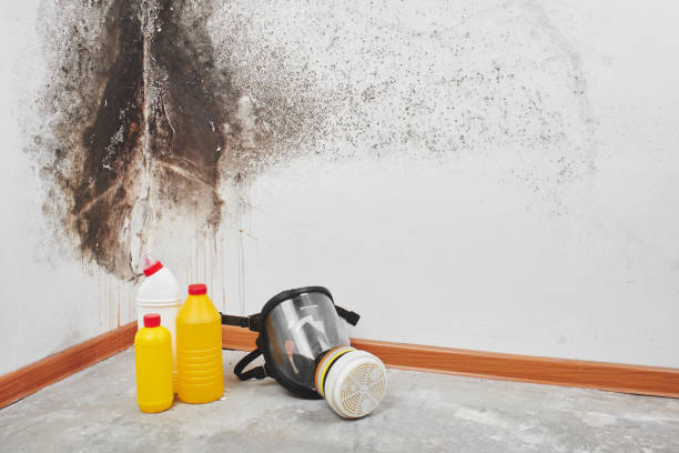 Professional Mold Remediation in Crosby, ND