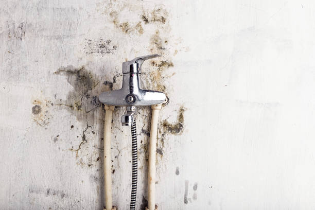 Best Insurance-Related Mold Remediation in Crosby, ND