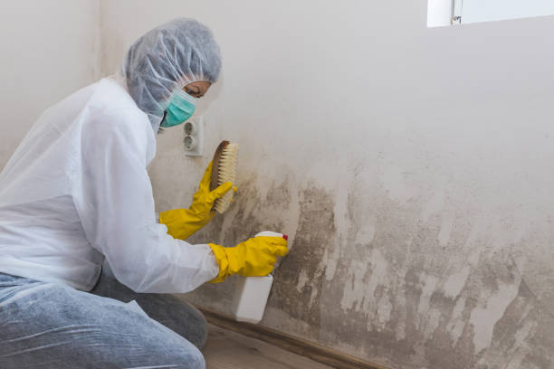 Best Post-Flood Mold Remediation in Crosby, ND
