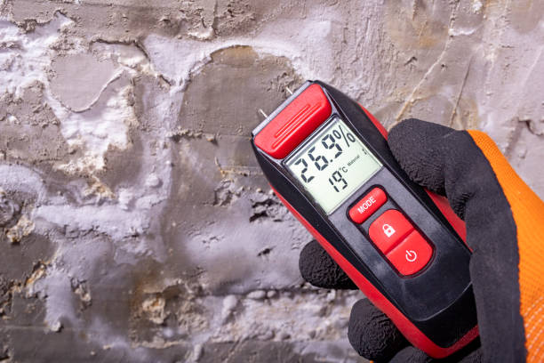 Best White Mold Remediation in Crosby, ND