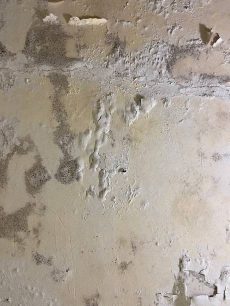 Best Basement Mold Remediation in Crosby, ND