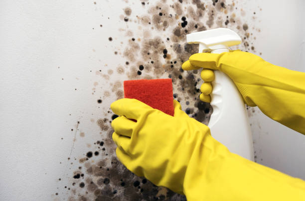 Best Preventive Mold Services in Crosby, ND
